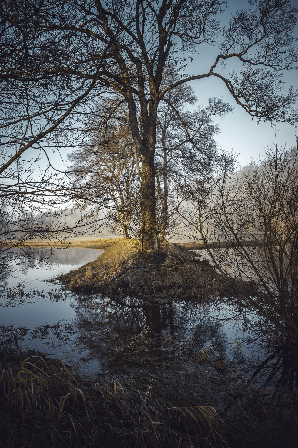Schwarzweißaufnahme einer Reihe kahler Bäume zwischen Wiese und Wasser an der Eger