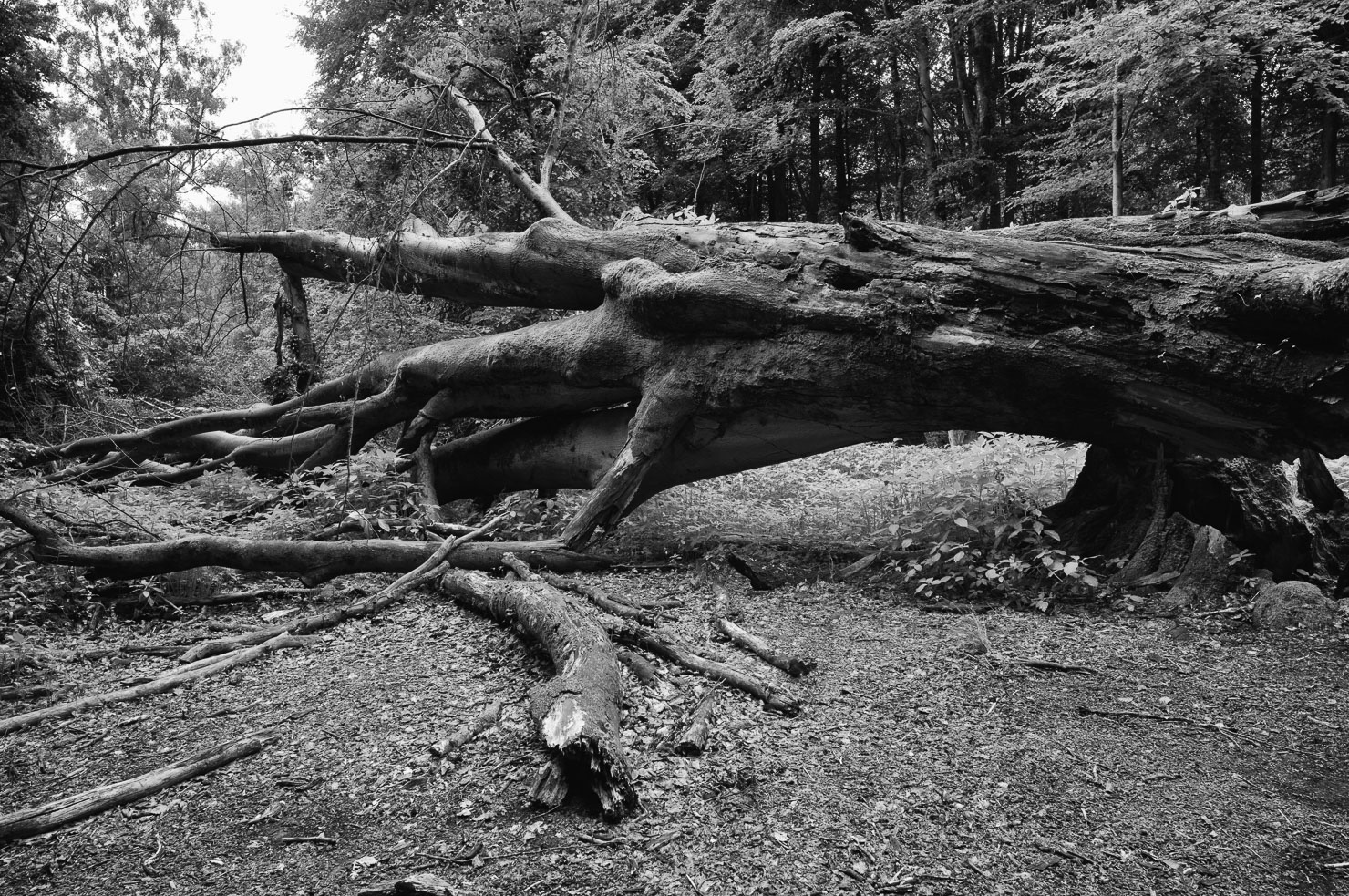 reinhardwald-urwald-sababurg-1.jpg